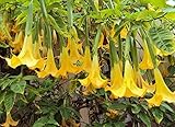 Angels Trumpet Seeds, Brugmansia Suaveolens, Yellow Flowering Tropical Plant, 10 Pack