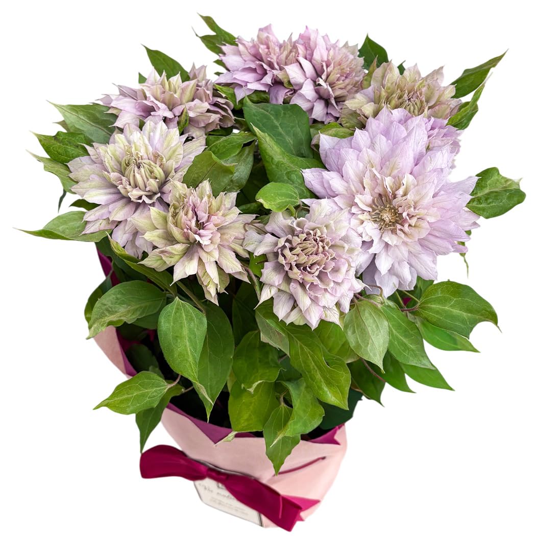 Amazon｜【心を込めて贈る】 母の日 花 クレマチス はるかすみ 5号鉢
