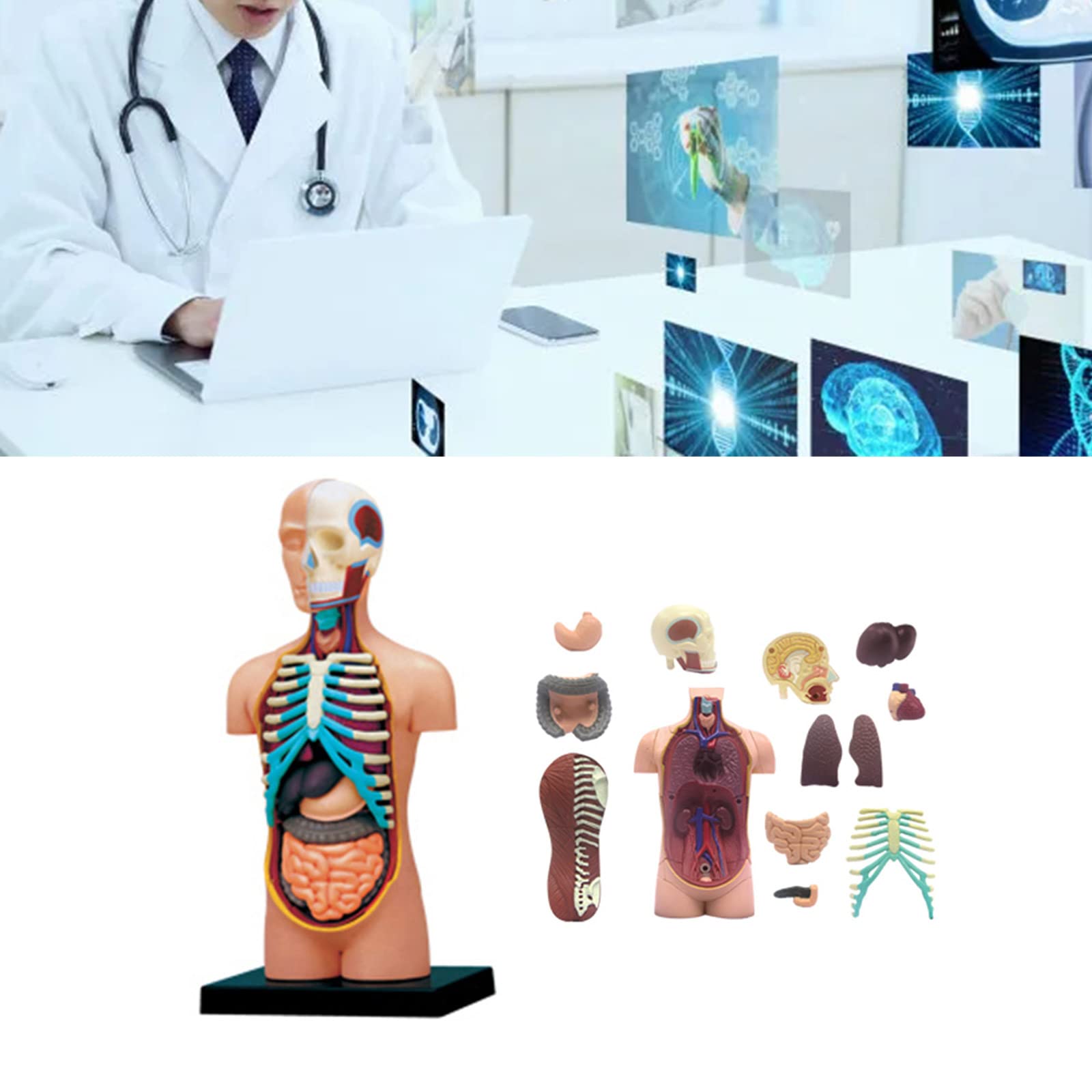 Modello di anatomia umana del busto con organi umani rimovibili Modello del corpo umano Scienza Forniture scolastiche per bambini Studenti Modello anatomico del busto umano