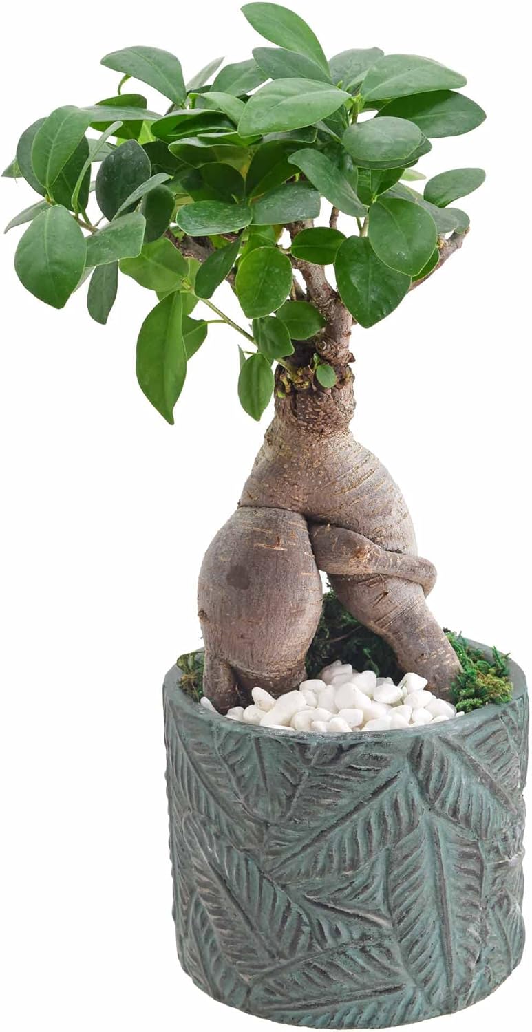 Small Ginseng Ficus Bonsai in Blue Ceramic Planter