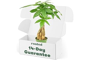 Mini Lucky Pachira Money Tree