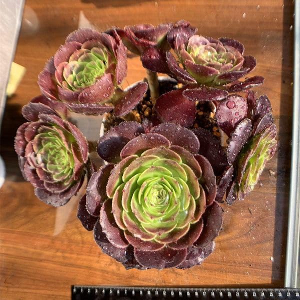 美苗 ブラックペッパー Black pepper アロエ 多肉植物 ラベル付き