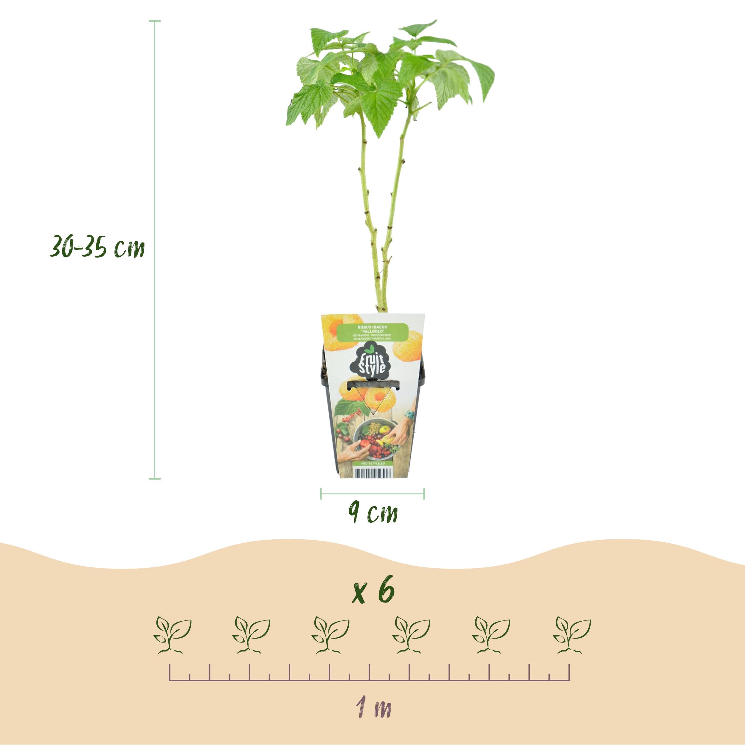 Tricolore - Baies rouges - Framboise jaune - Mûre - Rustique - 3 Plants - 15-25cm - Ø9cm - Plante de jardin