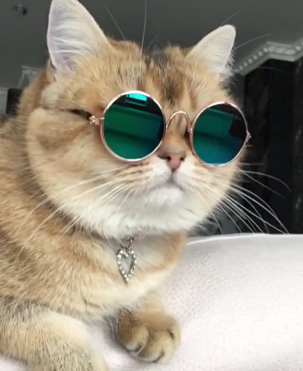 Pet Believe Sunglass, Goggles Glamorous Eye Protection Eye Wear Protection Waterproof Pet Sunglasses for Cats with Fashion Flair for All (Multicolour) (B0B2S6H9DG) Amazon Price History, Amazon Price Tracker