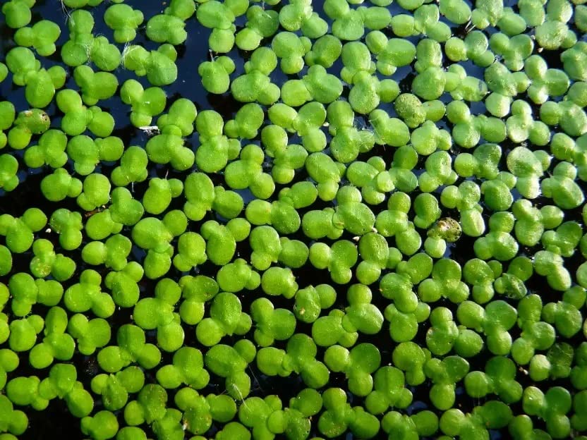 DUCKWEED PLANTS Floating Water Plant Live | LEMNA MINOR Aquatic Plants | Water Plant for Fish Pond , Aquarium | Floating Plant (500+ Plants) (B0BNVG6WJH) Amazon Price History, Amazon Price Tracker