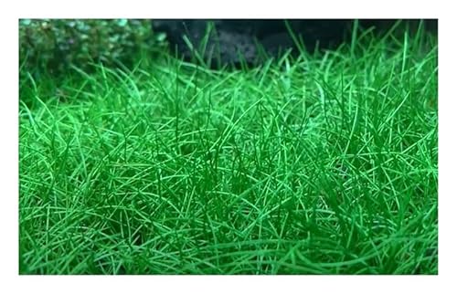 Stk - 60x Eleocharis acicularis k./ g. Nadel Sumpfbinse Aquarium Pflanzen - Samen A288 - Seeds & Plants Shop by Ipsa Stk - 60x Eleocharis acicularis k./ g. Nadel Sumpfbinse Aquarium Pflanzen - Samen A288 - Seeds & Plants Shop by Ipsa