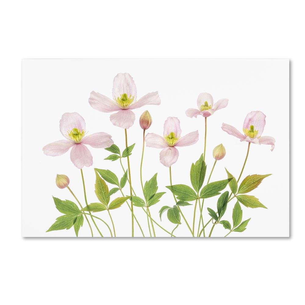 Clematis by Mandy Disher, 22x32-Inch Canvas Wall Art