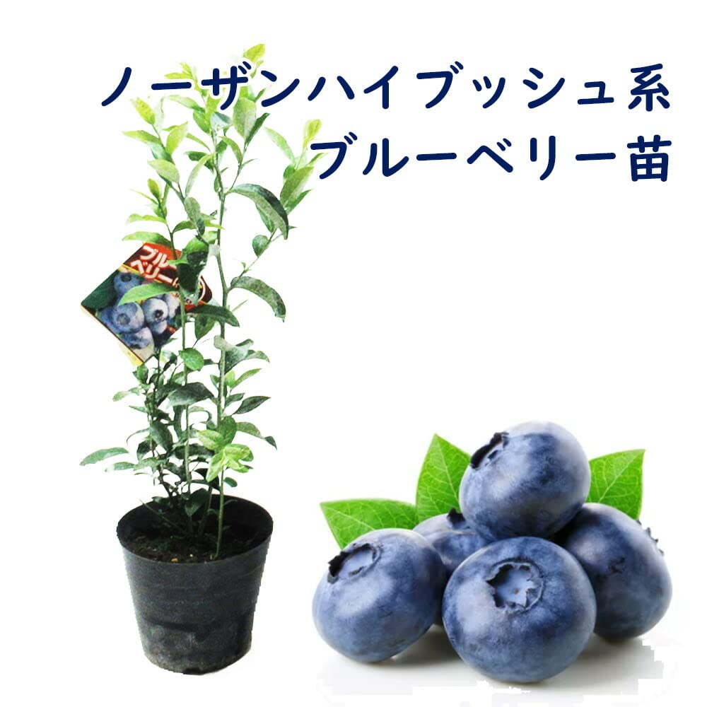 Amazon.co.jp: 【 選べる 】ノーザンハイブッシュ系 ブルーベリー 苗