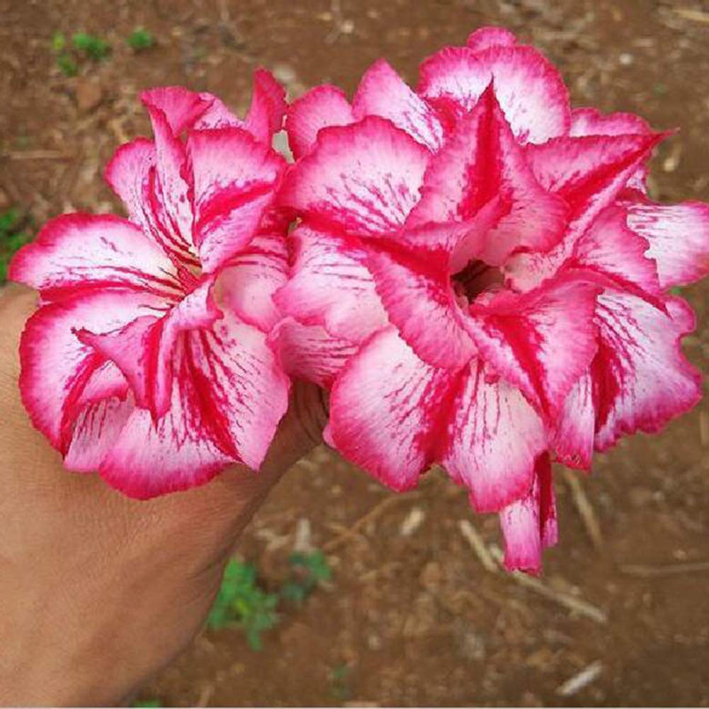 Buy Desert Rose ,KimcHisxXv 5Pcs Rare Adenium Obesum Flower Home Office