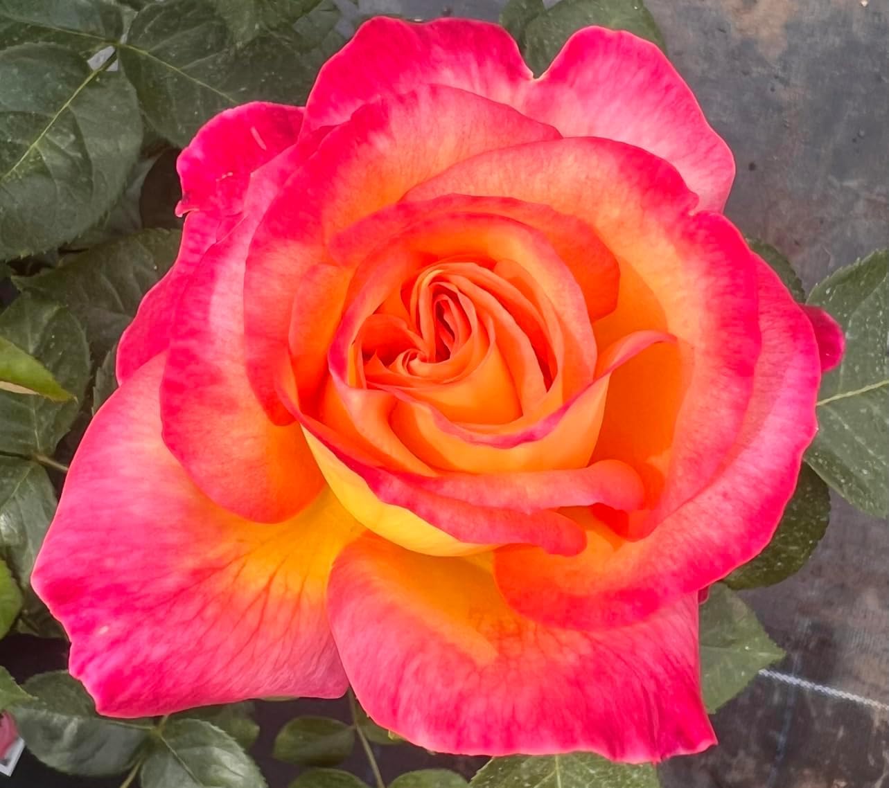 Love & Peace - Blends of Pink and Yellow - Hybrid Tea - 4L Potted