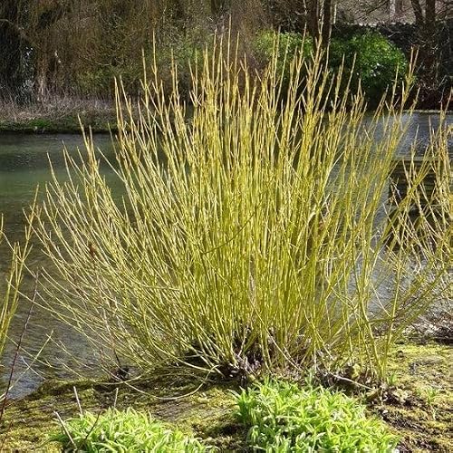 Yellow Twig Dogwood Tree 12-18" in Height in a #3 Container