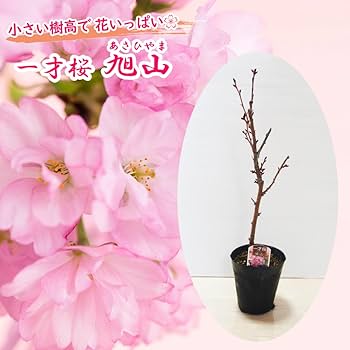 春を彩る美しい桜 旭山桜 575 樹高1.2m位 サクラ 一才桜 旭山 春を彩る美しい桜 旭山桜 575 樹高1.2m位 サクラ 一才桜 旭山
