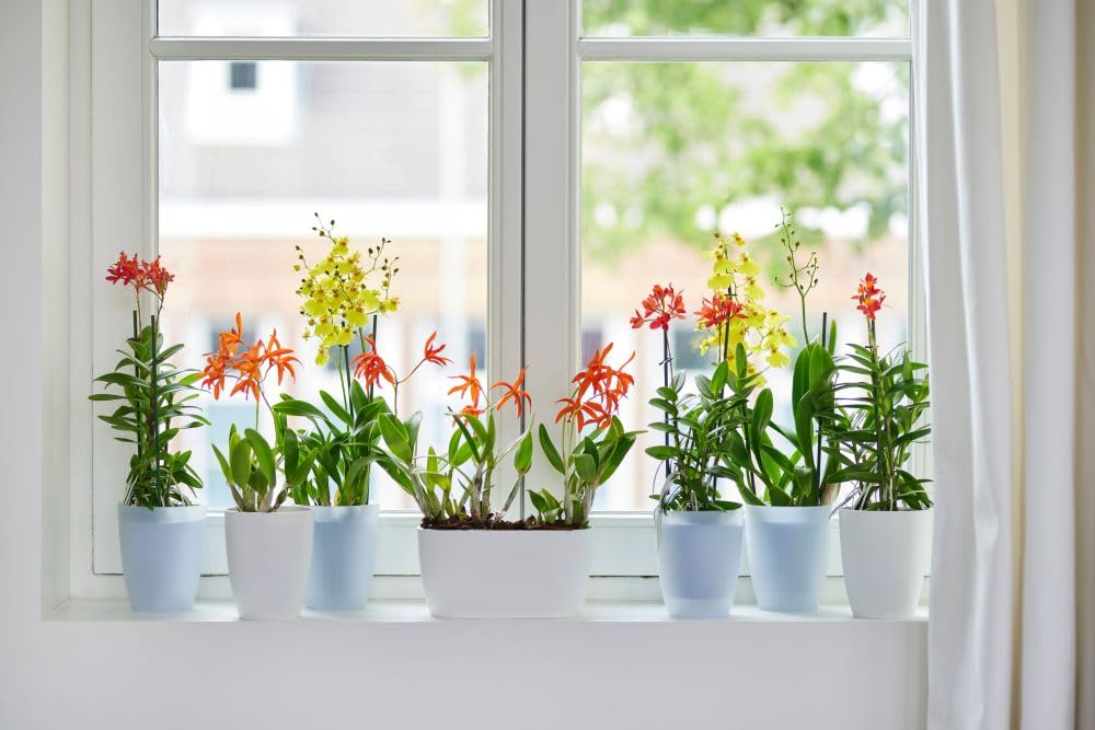 Vaso Per Orchidee In Plastica Con Separatore Interno - Bianco, 15 Cm - 4