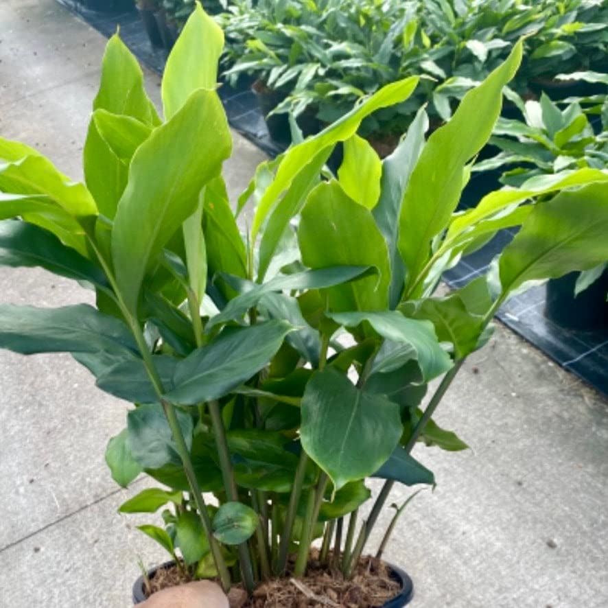 Badi Elaichi/Cardamom Spicy Plant with Black Pot-image-4