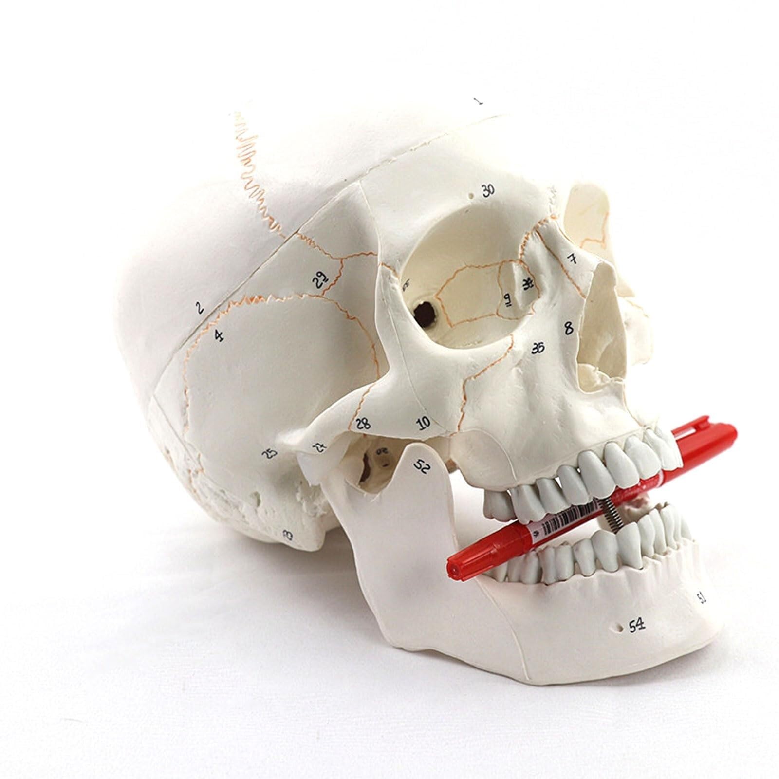 Modello anatomico Umano, Modello anatomico del Cranio Medico, Modello anatomico Umano, Modello anatomico della Testa dello Scheletro, Forniture per Lo Studio, Strumento didattico per l'odontoiatria.