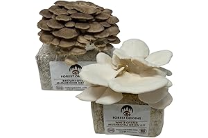 Forest Origins White & Brown Oyster Mushroom Grow Kit 2-Pack Variety