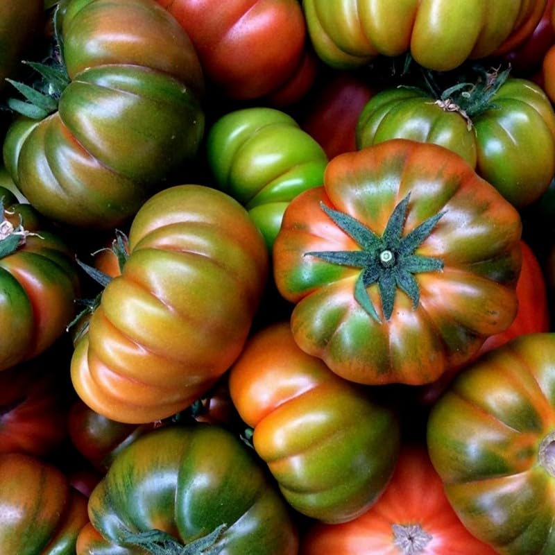 Semillas de Tomate Muchamiel de Fácil Germinación Planta Mediterránea Uso Culinario