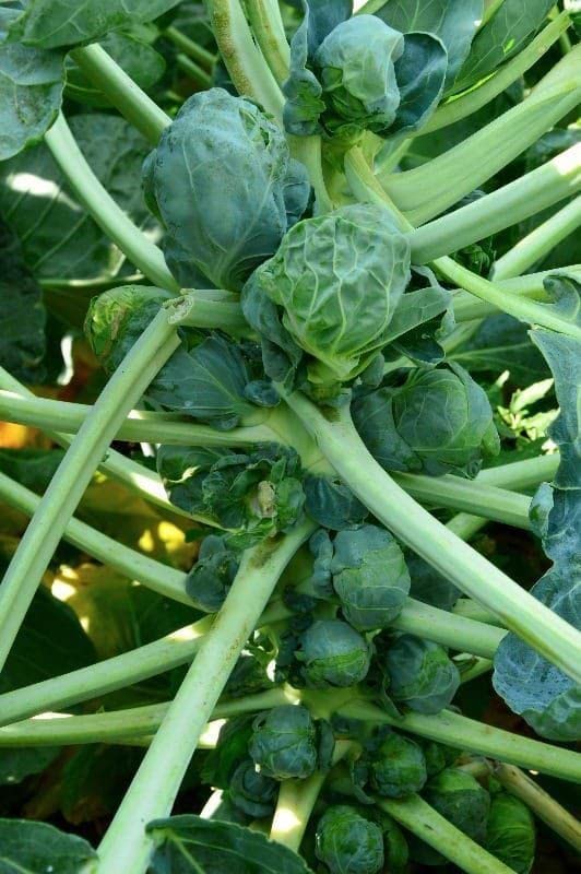 Sprouts Ritz Ritz Farming® Brussel sprouts Seeds | Vegetable Seeds | organic Hybrid ...