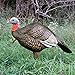 Higdon Outdoors 1/4 Strut Jake Turkey Decoy for Attracting Hens, Toms, Gobblers & Jakes While Turkey Hunting