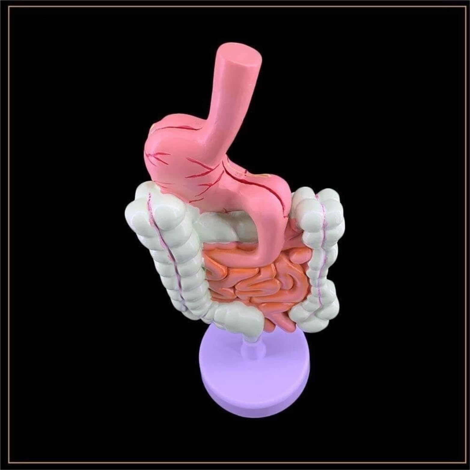 Human Modèle Modèle du Système Digestif des Organes Humains, D'anatomie Duodénum, ​​enseignement Médical, Anatomique Os Humaines Anatomie