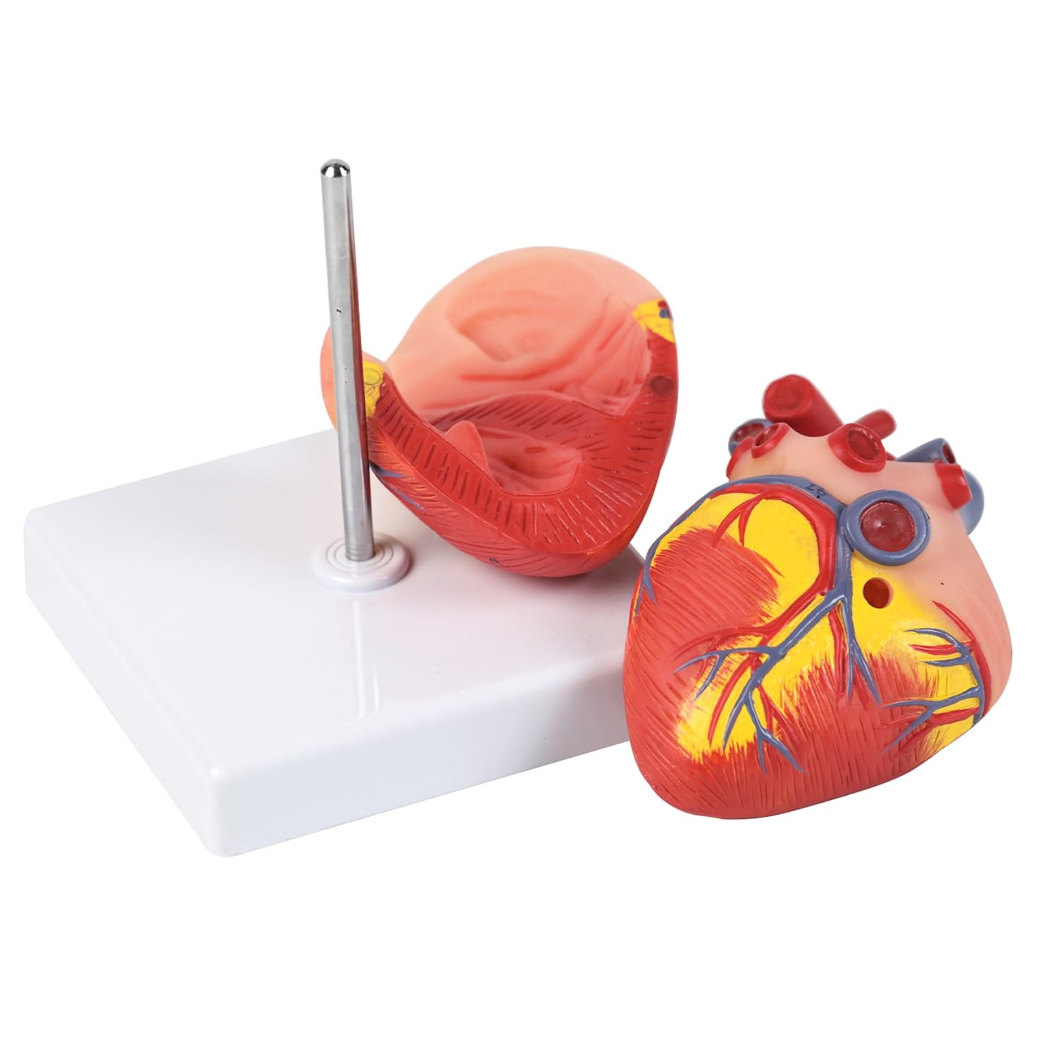 2-teiligen Hund Herzen Anatomisches Modell, abnehmbares Hundeherzmodell mit 26 digitalen Markern und Displaybasis