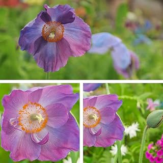 Meconopsis baileyi Hensol Violet Himalayan Tibetan Blue Poppy Purple Blooms Hardy Perennial Easy to Grow Your Own Garden Flower Plants 2X 9cm Potted Plants by Thompson and Morgan (2)