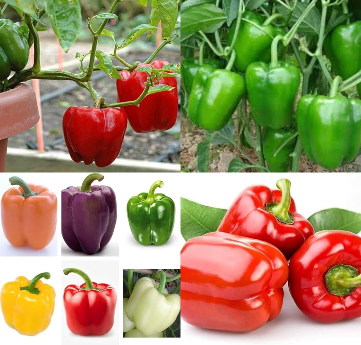 All seasons shimla mirch seeds shimla mirchi beez Shimla mirch vegetable seeds pack of 30-image-36