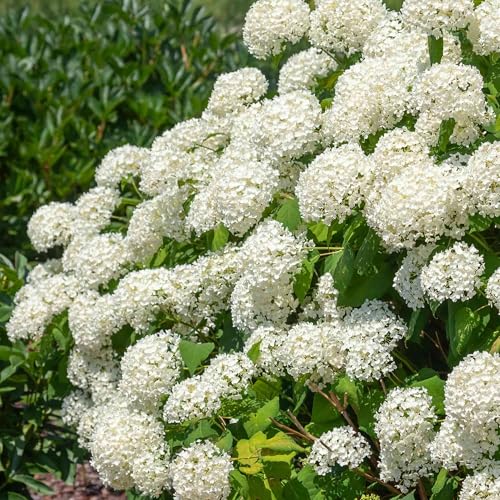 Hortensia blanc rustique Hydrangea Strong Annabelle tiges robustes extérieur