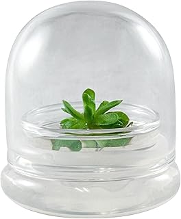 Pinguicula (Butterworts)