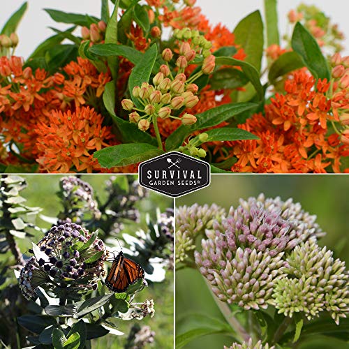 Survival Garden Seeds Milkweed Collection Seed Vault - Butterfly Milkweed, Common Milkweed & Rose (Swamp) Milkweed For Monarchs - Non-Gmo Heirloom Seeds For Planting & Growing In A Pollinator Garden #TOP3