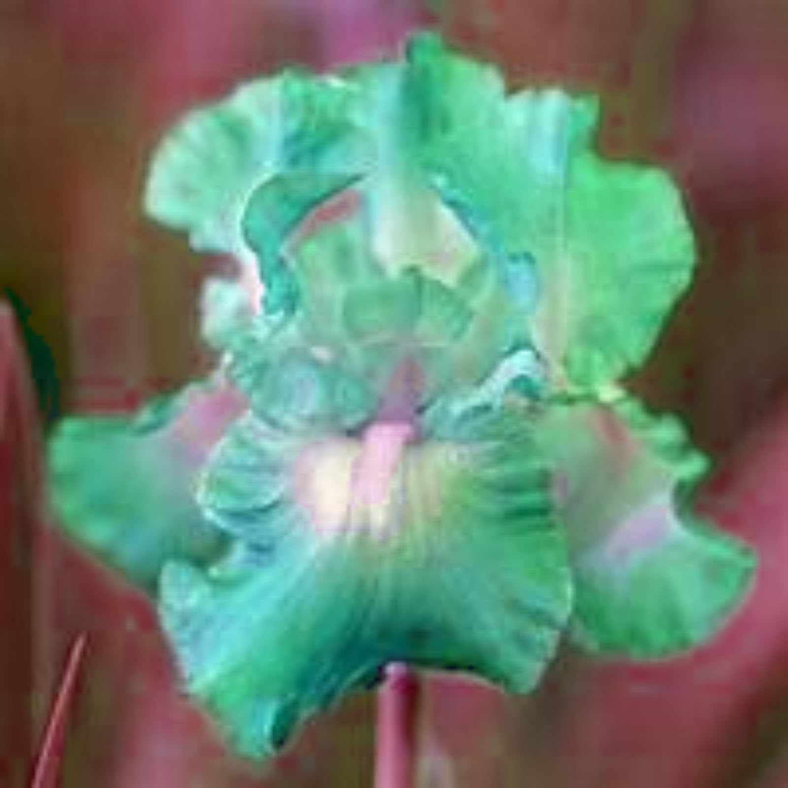 De interior y exterior Iris Rara Siembra durante todo el año Crea RáPidamente Un Hermoso JardíN-15Rizoma-I