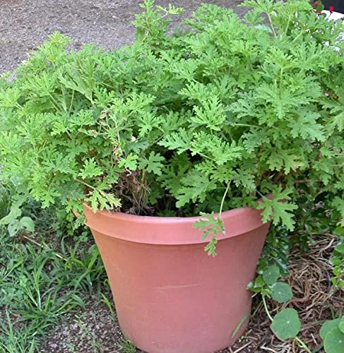 420+ Citronella Plant Seeds for Planting Citronella Grass Seeds for Home Garden Planting