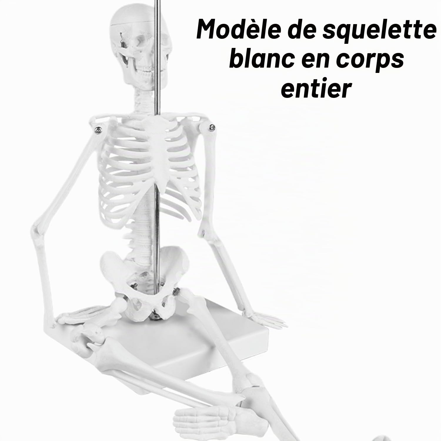 Squelette humain taille grandeur: TOATELU 17,7"(45cm) Modèle de Squelette Humain Médical pour les Etudes Médicales, Modèle Anatomique Pour Enseignement Médical, Education, Présentoir
