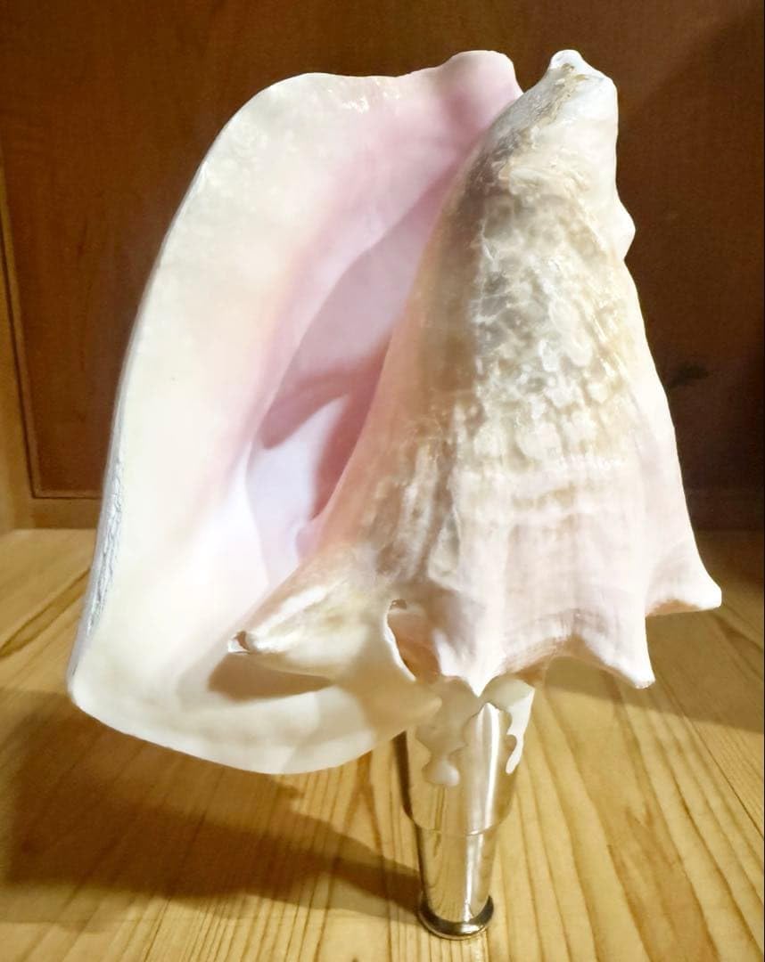 綺麗な大型肉厚古代桃色法螺貝　（ピンク貝）法螺貝　ほら貝❣️コンク貝笛 Amazon.co.jp: 綺麗な大型肉厚古代桃色法螺貝 ピンク貝法螺貝 ほら貝