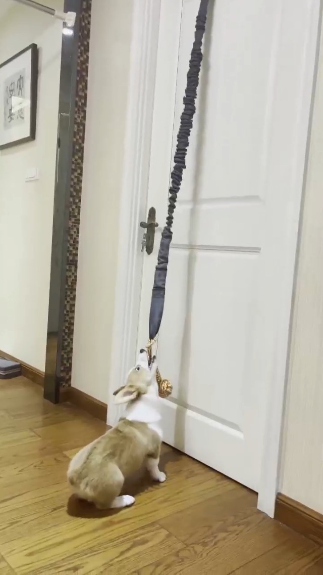Resitance Dog Rope A dog rope that exercises the strength of a dog's bite.