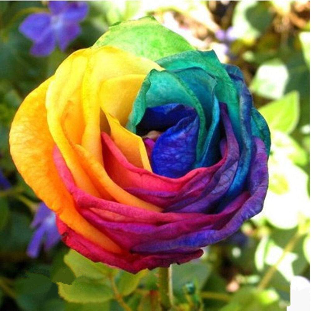 See full amazon price history chart for Mphmi Plant Rainbow Flower Plants Flowers live Mphmi Plant Rainbow Flower Plants Flowers live (B08SWMDKNX) Amazon Price History, Amazon Price Tracker