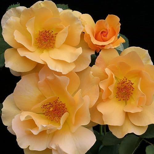 Miniatura 3 de Heirloom Roses Planta de rosas - Honey Perfume Orange Rose Bush, Floribunda Planta viva para plantar al aire libre