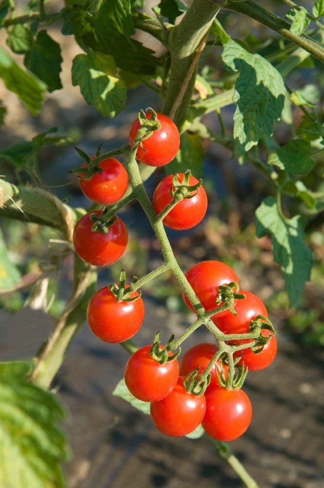 Golden Hills Farm tomato Sweet Cherry type, 100 seeds (B07N7HVLK1) Amazon Price History, Amazon Price Tracker