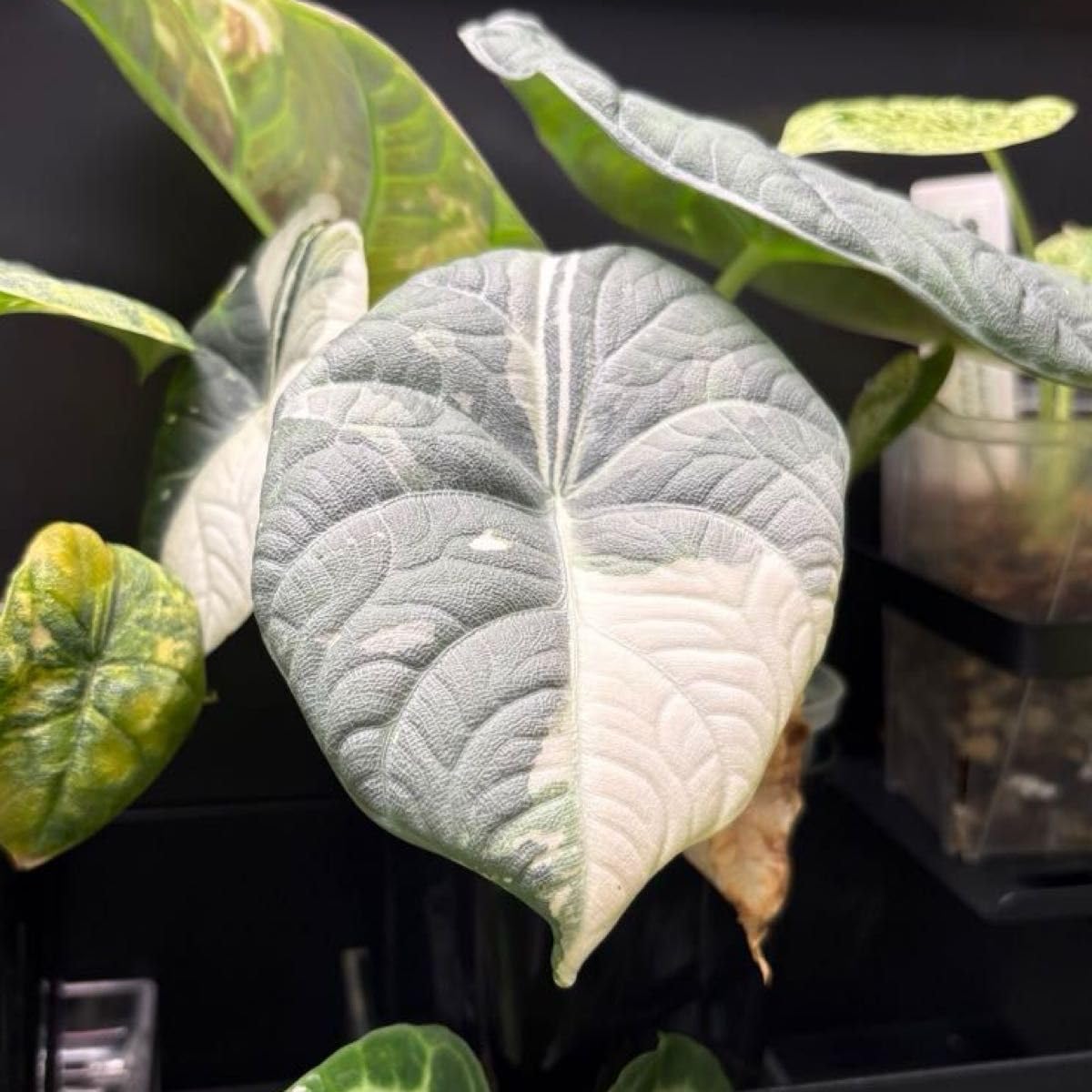 Amazon｜アロカシア マハラニ アルボ 斑入り 芋 1つ 観葉植物｜観葉
