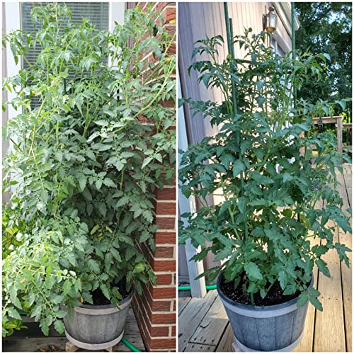 Tomato Cage, 4 Pack 48 Inch Garden Cage Plant Support Trellis For Growing Climbing Plants, Vegetables And Flowers Outdoor, With 98 Ft Twist Ties #TOP3
