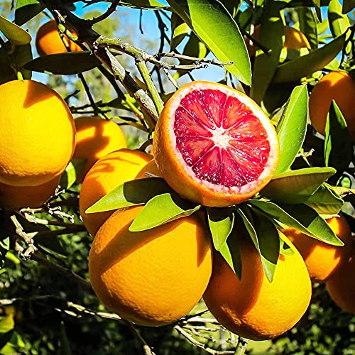 Blood Orange Tree Seeds Fast Growing Rich In Vitamin C Juicy Gmo Free Containers Patio Indoor Outdoor 20Pcs Fruit Seeds By Yegaol Garden #TOP17