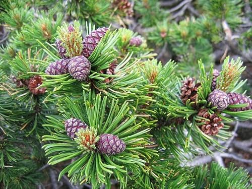30 Dwarf Mugo Pine Tree Seeds - Pinus Mugo Pumilio #TOP15