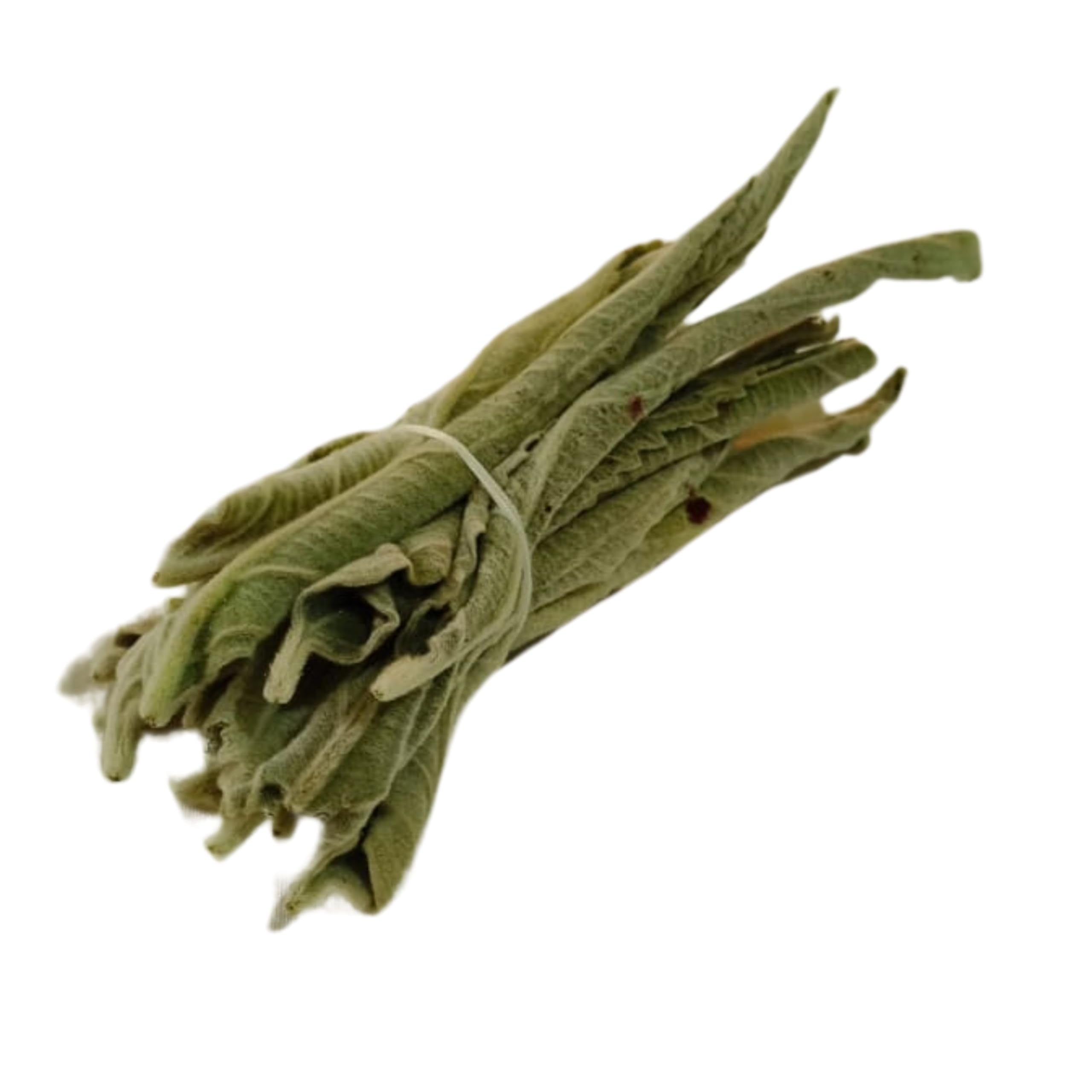 SAEFASHIONS AISHWARYALAKSHMI KUBERA MOOLIGAI THIRI (Wick) / Malabar Catmint Leaf/Perumthubai Leaf/PEI Viratti Ellai for Pooja Purpose (Pack of 21 Wicks)-picture-10
