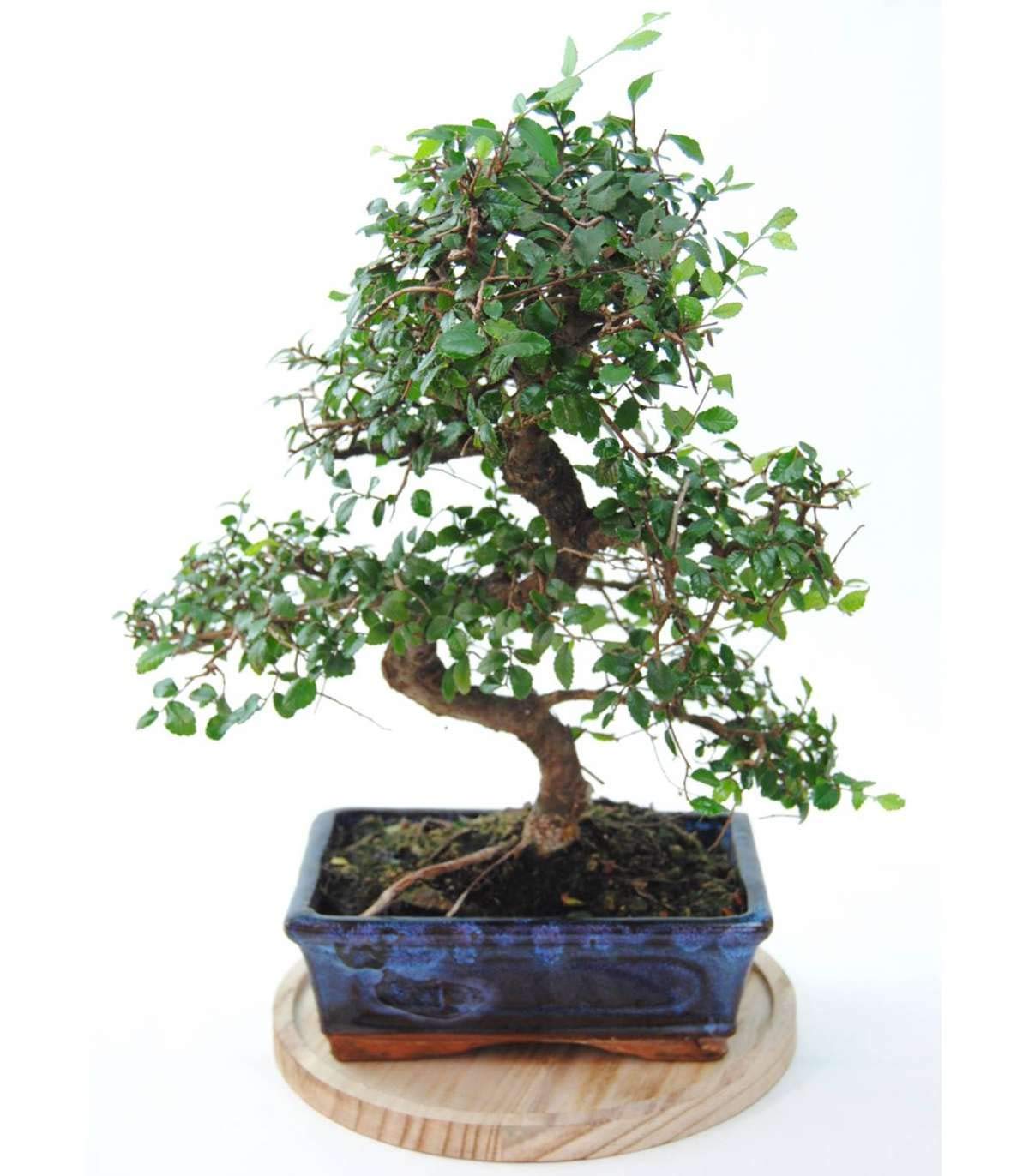 Bonsai Zelkova Natural 8 años - Olmo Chino - Selecciona día de entrega