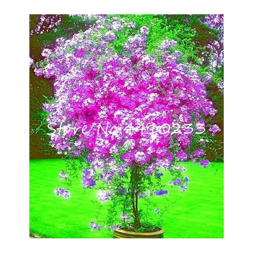 GEOPONICS SEMI: 100 pezzi Plumbago Bonsai Fiori esotici bonsai giardino della casa vegetali decorativi Ceratostigma Plumbaginoides Bonsai: b