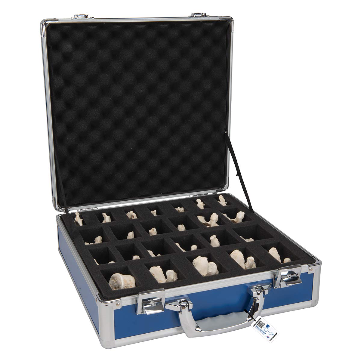 3B Scientific A793 Set con 24 Vertebre Bonelike + software gratuito di anatomia - 3B Smart Anatomy