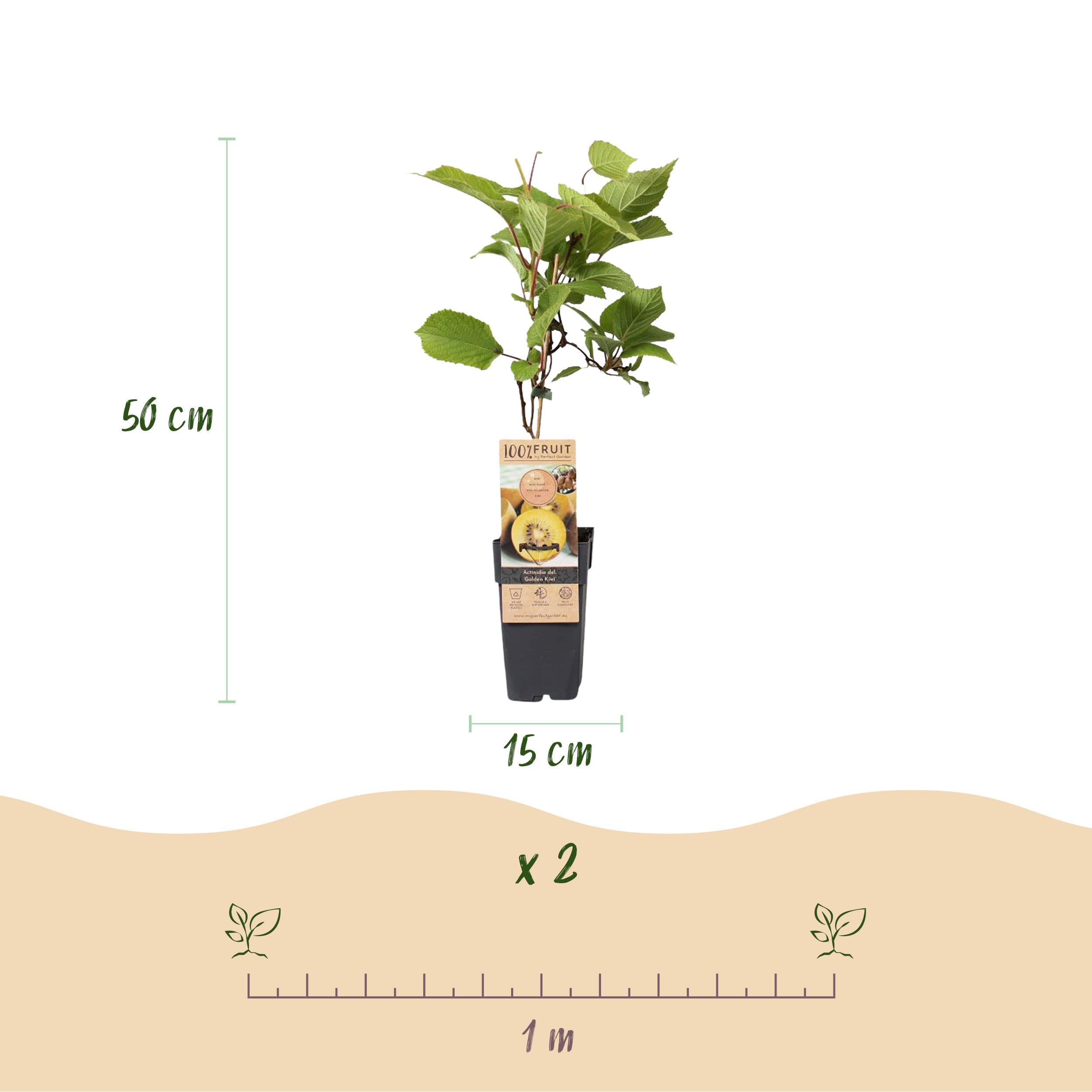 Actinidia Weiki & Golden Kiwi - Planta de Kiwi - 1 Macho - 3 Hembras - Plantas - Amarillo - 40-50cm - Ø15cm - Planta de jardín - Verduras y frutas