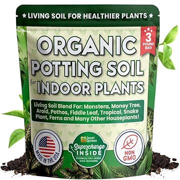 The Surprising Secrets of Choosing the Best Soil for Yucca Plants 3 best soil for yucca plant indoor