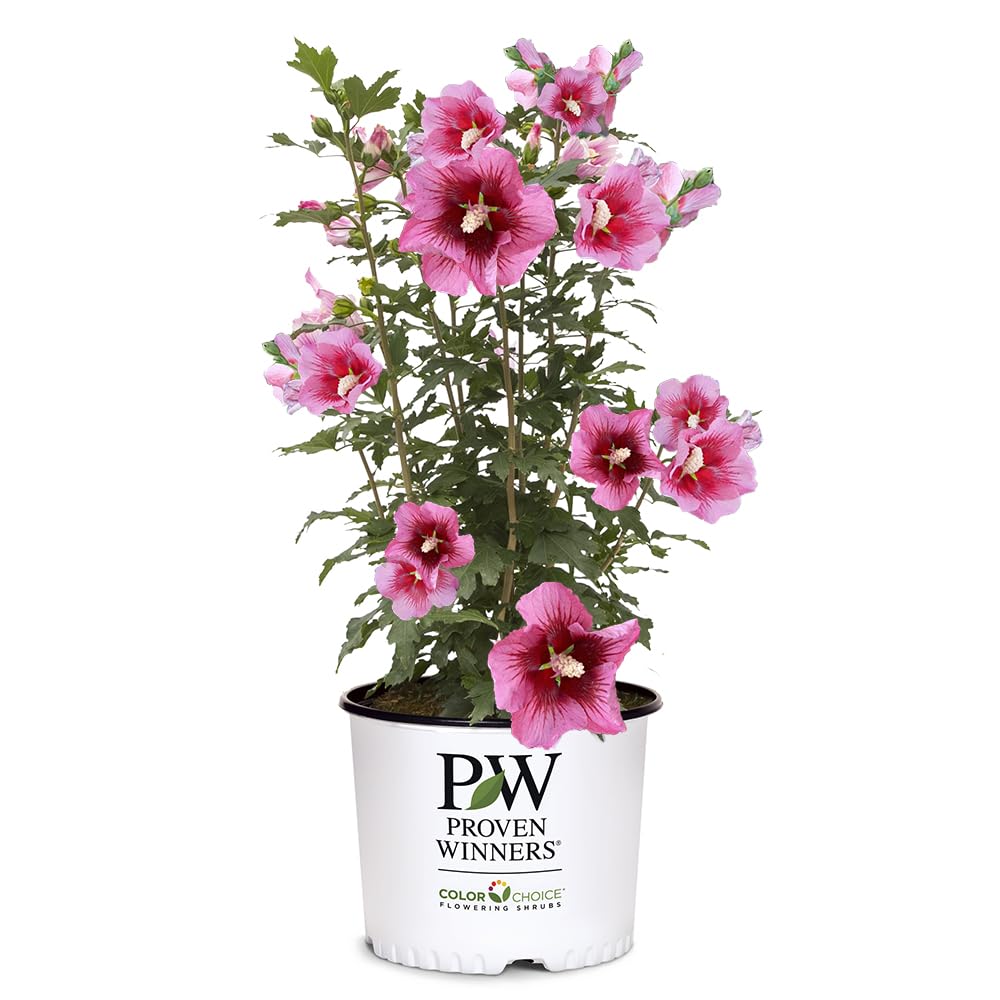 Proven Winners Red Pillar Rose of Sharon