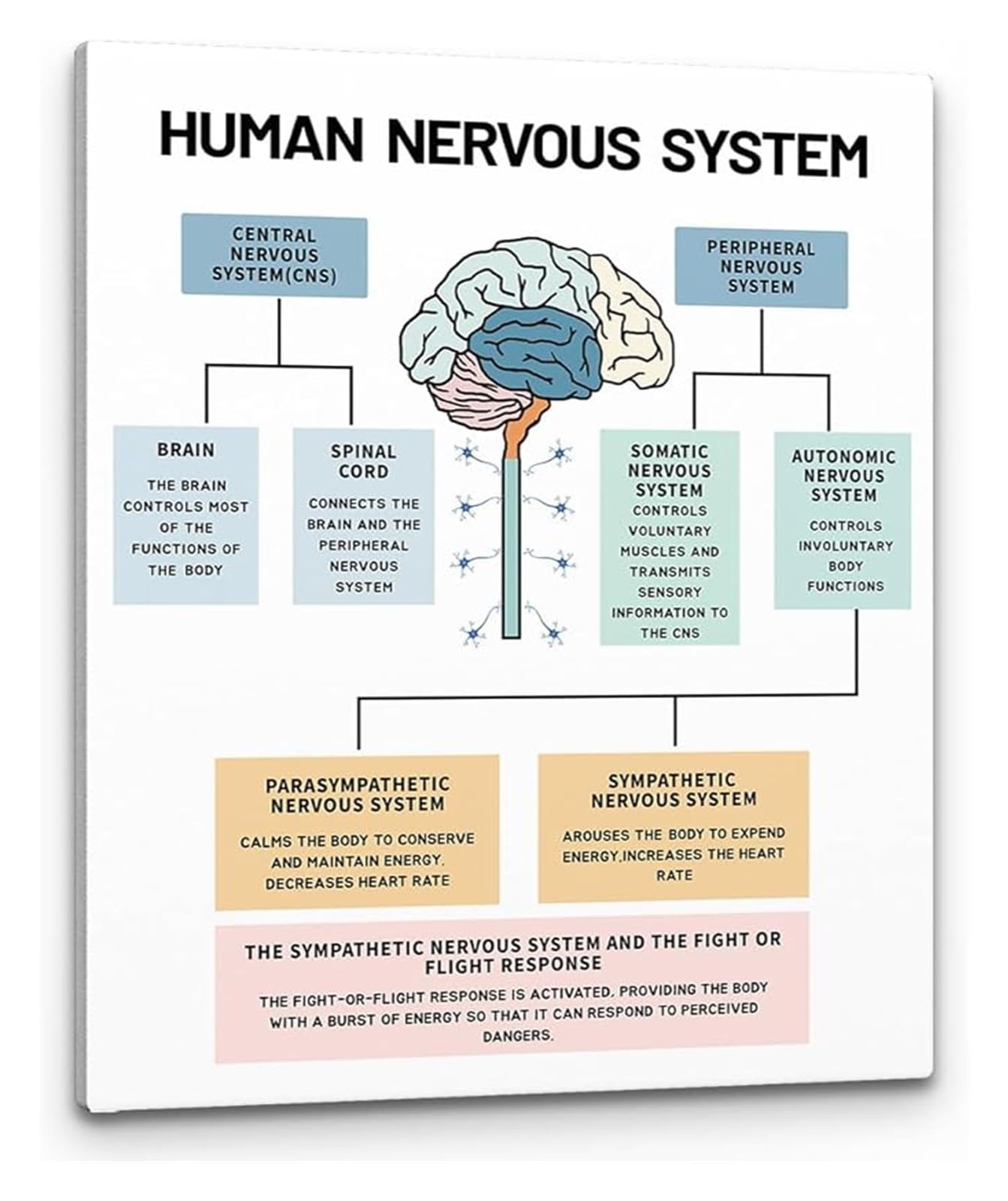 LLBOGRGGN Psychology Art Print Human Nervous System Brain Anatomy Mental Health Wall-Art for Counseling Office Decor(Unframed,12x18inch(30x45cm))